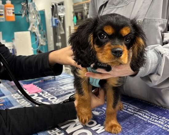 The Pet Space Veterinary Hospital