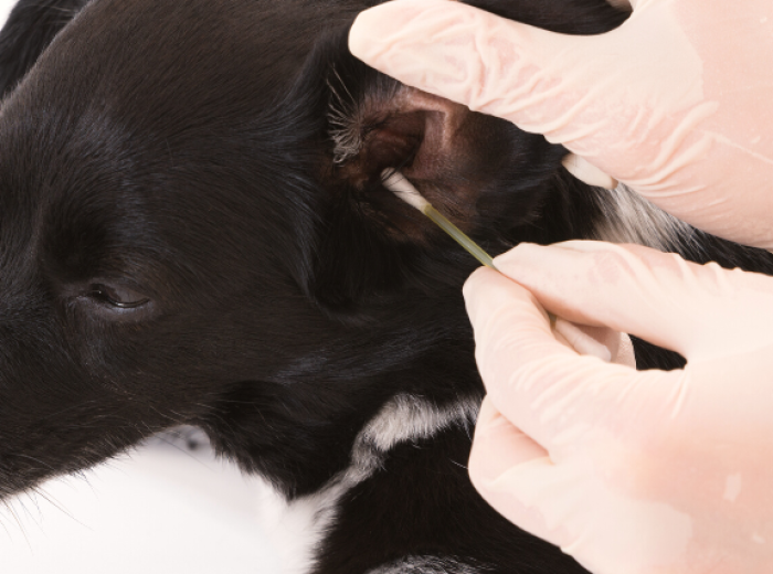 5 Tips & Tricks for Cleaning Your Dog's Ears at Home