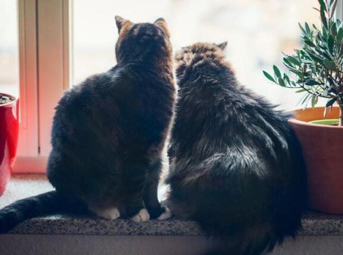 Why Indoor Cats Need Vaccines and Preventative Care, Too!